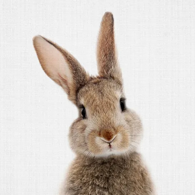 Pinouille Lapin